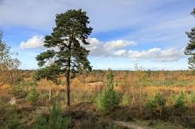 Image result for Surrey Heath Slammers