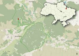 Attēlu rezultāti vaicājumam “Lamproderma pseudomaculatum stalked”