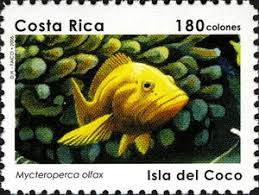 Image result for Mycteroperca olfax