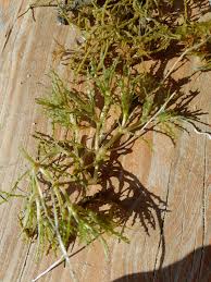 Attēlu rezultāti vaicājumam “Najas marina leaf”