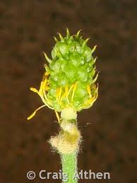 Attēlu rezultāti vaicājumam “Ranunculus flammula bud”