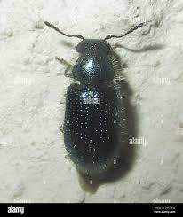 Attēlu rezultāti vaicājumam “Korynetes caeruleus”