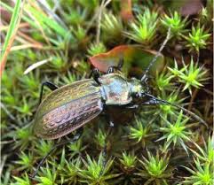 Attēlu rezultāti vaicājumam “Carabus granulatus”