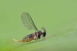 Attēlu rezultāti vaicājumam “Lasioptera rubi”