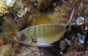 Image result for Diplodus sargus