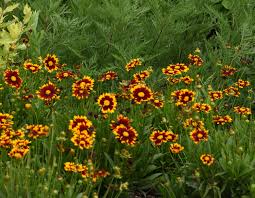 Image result for Artemisia gmelinii