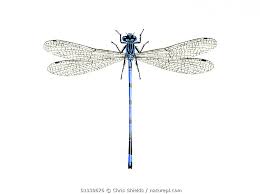 Attēlu rezultāti vaicājumam “Coenagrion puella male”