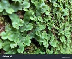 Attēlu rezultāti vaicājumam “Conocephalum”