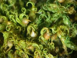 Attēlu rezultāti vaicājumam “Weissia brachycarpa”