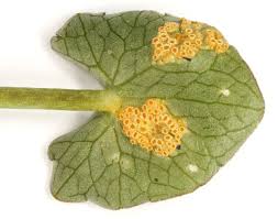 Attēlu rezultāti vaicājumam “Uromyces dactylidis”