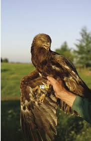 Attēlu rezultāti vaicājumam “Aquila pomarina”