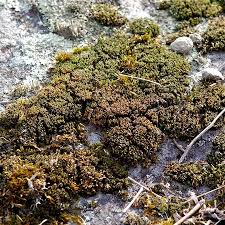 Attēlu rezultāti vaicājumam “Grimmia muehlenbeckii”