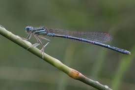 Attēlu rezultāti vaicājumam “Coenagrion hastulatum”