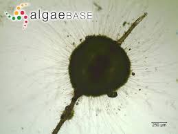 Attēlu rezultāti vaicājumam “Chaetophora pisiformis”