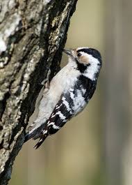 Attēlu rezultāti vaicājumam “Dendrocopos minor female”