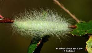 Attēlu rezultāti vaicājumam “Acronicta leporina larva”