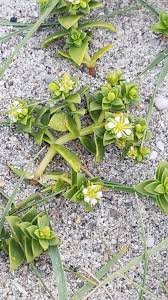 Attēlu rezultāti vaicājumam “Honckenya peploides flower”