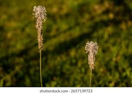 Attēlu rezultāti vaicājumam “Plantago media bud”