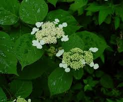 Attēlu rezultāti vaicājumam “Hydrangea arborescens”