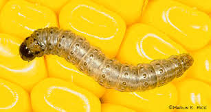 Attēlu rezultāti vaicājumam “Euura brevicornis larva”