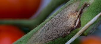 Attēlu rezultāti vaicājumam “Trichia botrytis var. cerifera stalked”