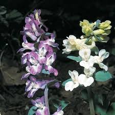 Attēlu rezultāti vaicājumam “Corydalis cava leaf”