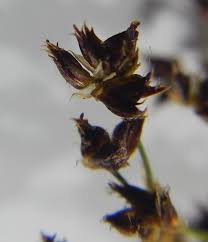 Attēlu rezultāti vaicājumam “Juncus inflexus bud”