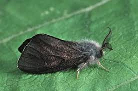 Attēlu rezultāti vaicājumam “Canephora hirsuta”