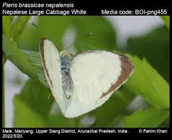 Attēlu rezultāti vaicājumam “Pieris brassicae male”