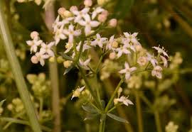 Attēlu rezultāti vaicājumam “Galium album bud”