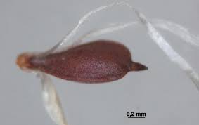 Attēlu rezultāti vaicājumam “Trichophorum alpinum fruit”