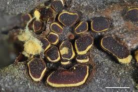 Attēlu rezultāti vaicājumam “Perichaena depressa”