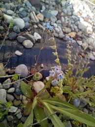 Attēlu rezultāti vaicājumam “Myosotis stricta flower”