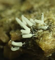 Attēlu rezultāti vaicājumam “Lycogala persicum macro”