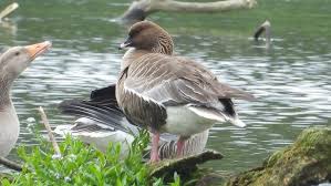 Image result for Anser brachyrhynchus