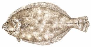 Image result for Paralichthys lethostigma