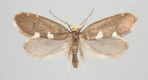 Attēlu rezultāti vaicājumam “Incurvariidae”