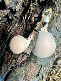 Attēlu rezultāti vaicājumam “Lycogala flavofuscum”