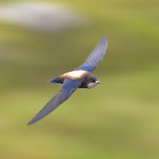 Image result for Hirundapus caudacutus