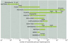 Image result for genome sizes