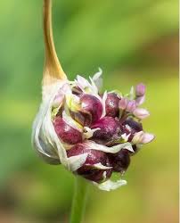 Attēlu rezultāti vaicājumam “Allium sativum bud”