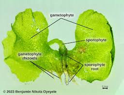 Attēlu rezultāti vaicājumam “Philonotis sporophyte”