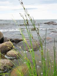 Attēlu rezultāti vaicājumam “Juncus gerardii”