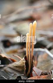 Attēlu rezultāti vaicājumam “Macrotyphula fistulosa”