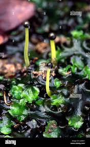 Attēlu rezultāti vaicājumam “Pellia epiphylla sporophyte”