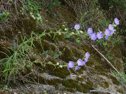 Image result for Campanula affinis