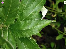 Attēlu rezultāti vaicājumam “Sisymbrium volgense leaf”