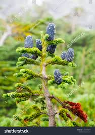 Attēlu rezultāti vaicājumam “Abies mariesii”