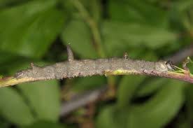 Attēlu rezultāti vaicājumam “Catocala fulminea”