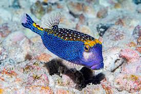 Attēlu rezultāti vaicājumam “Meleagris male”